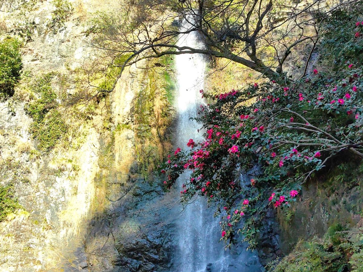 The Sound of Water and Leaves Shadows in Minoh